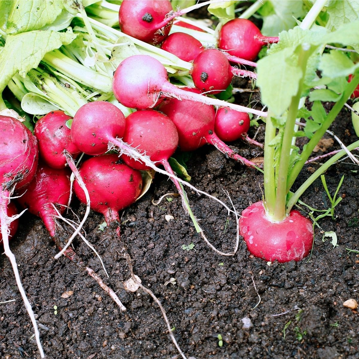 Radish growing in soil, and a bunch of pulled radishes laying on top of soil. 
