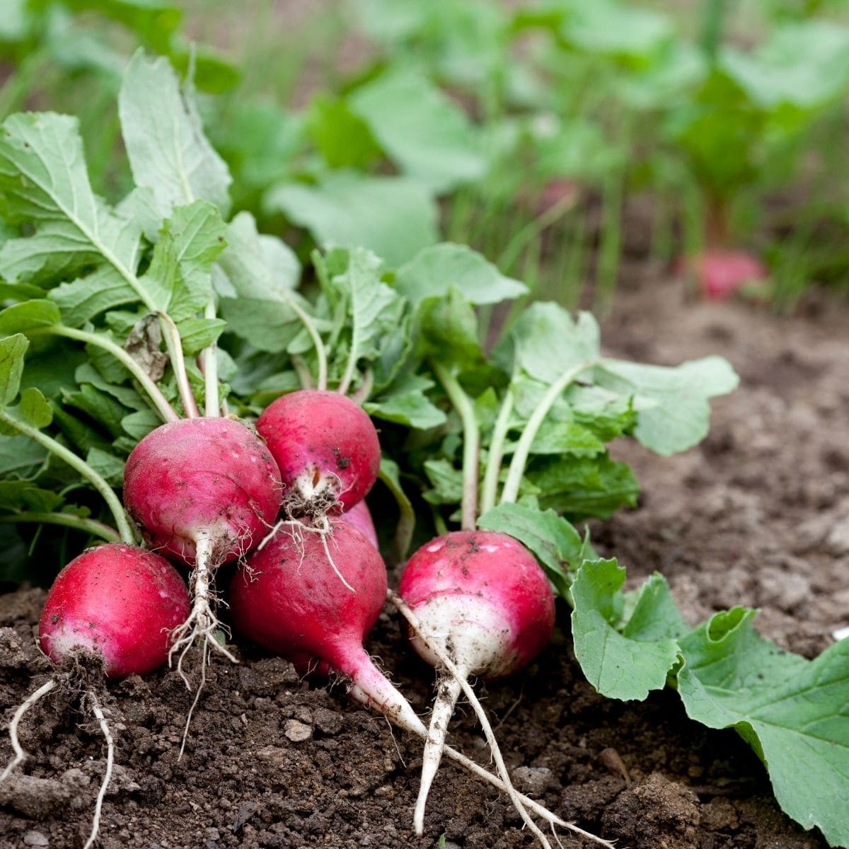 radishes in the garden.