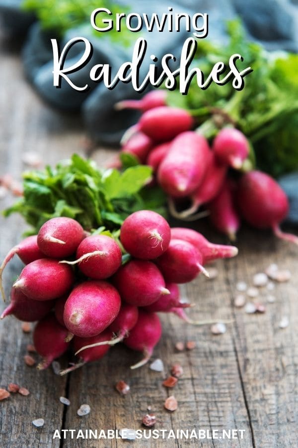 Two bunches of radishes on a wooden board, with white text reading growing radishes.