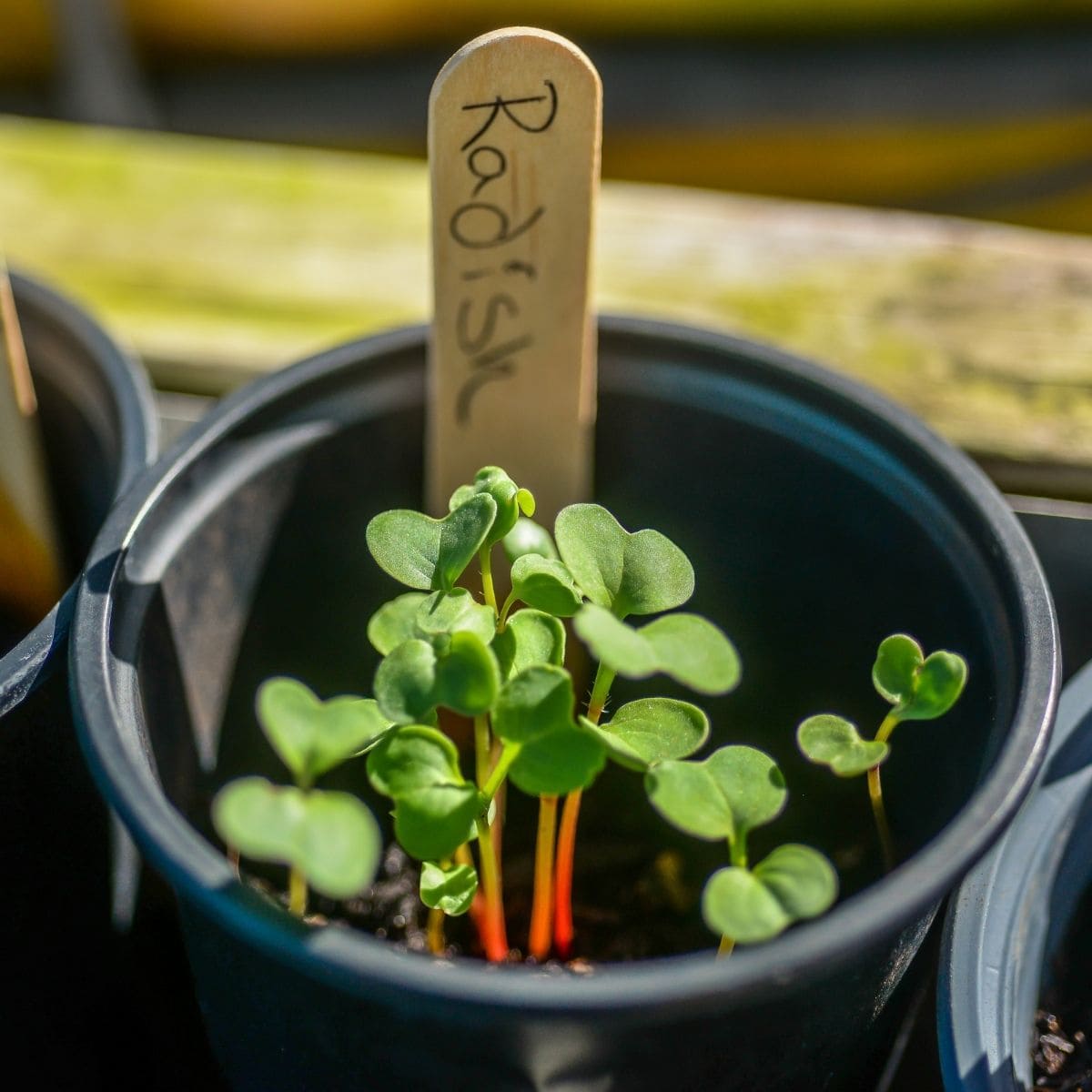 Radish sprouts in a cup marked with a popsicle stick that says "Radish."