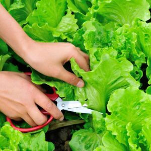 hands with red-handled scissors, cutting leaves of lettuce from the plant.