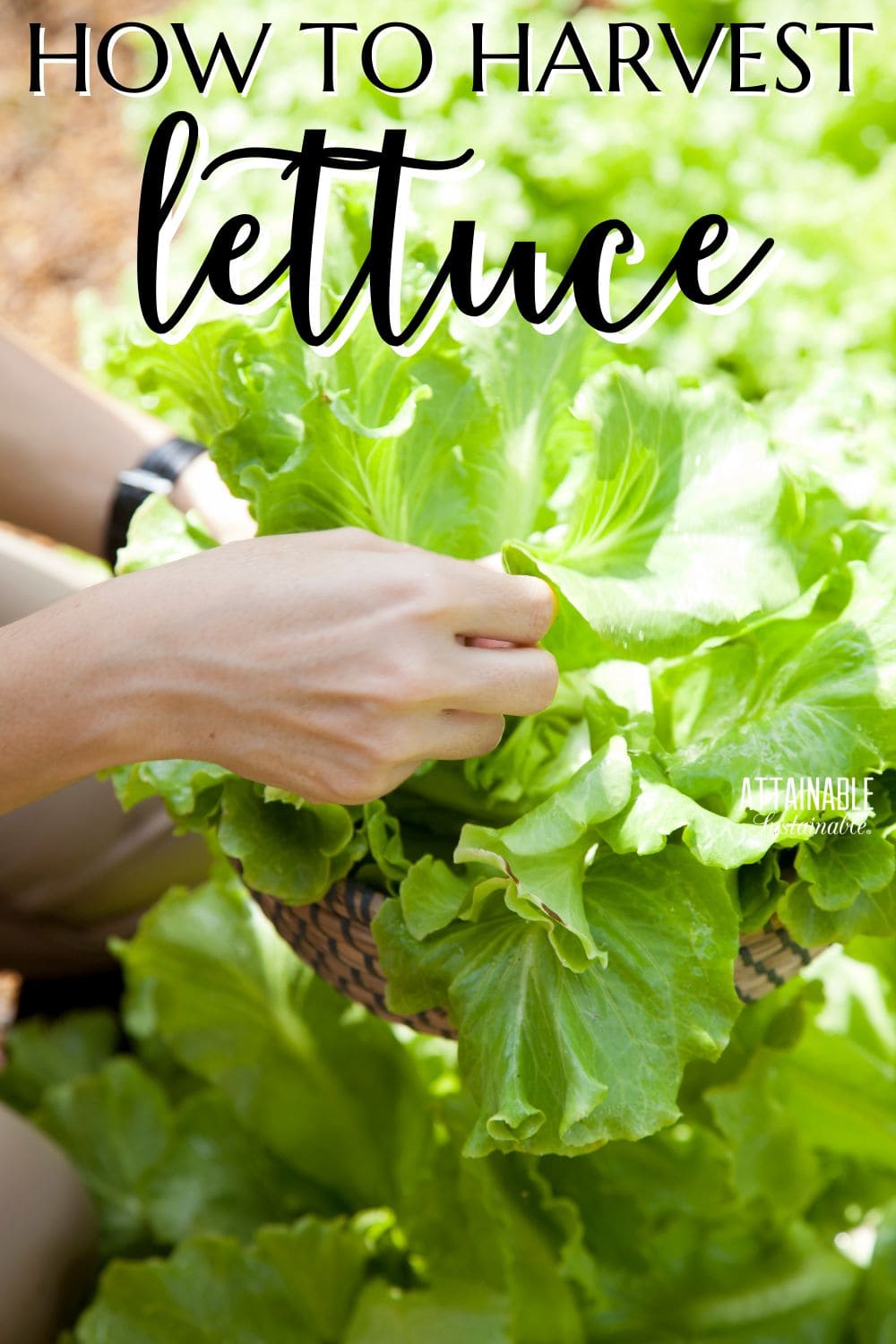 hands harvesting lettuce.