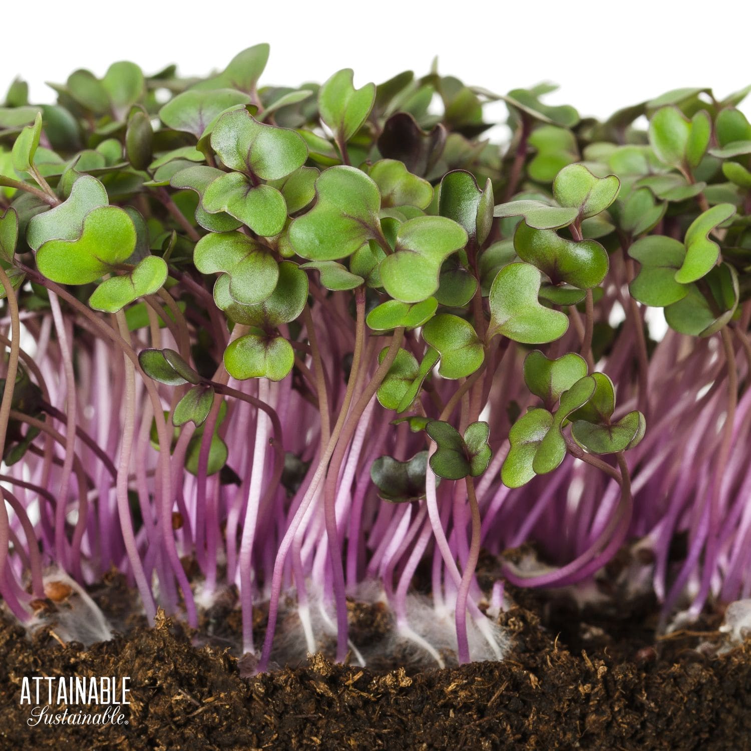 close up of microgreens with pink stems.