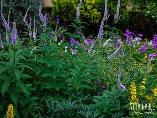 green plants with purple spiky flowers