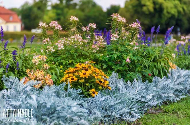 flower border with grey plants and yellow flowers - eco-friendly landscaping