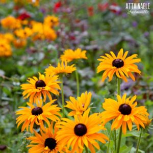 bright orange rudbeckia flowers.