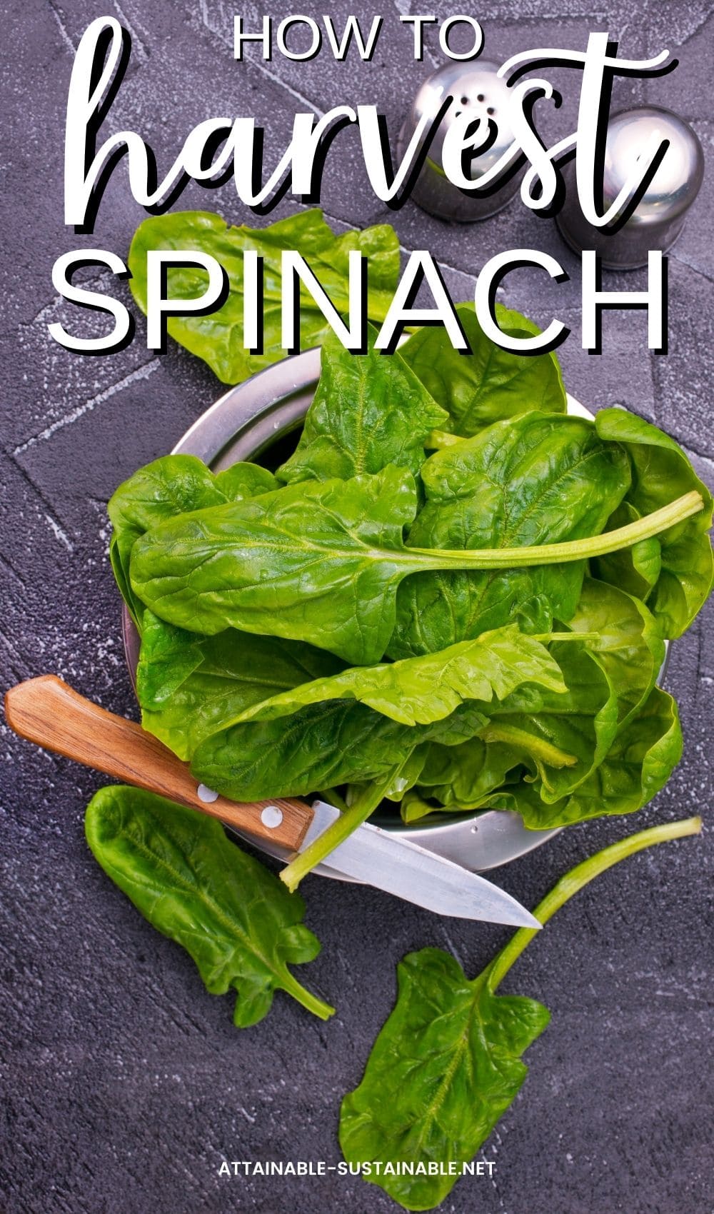 How to Harvest Spinach for Months! Attainable Sustainable®