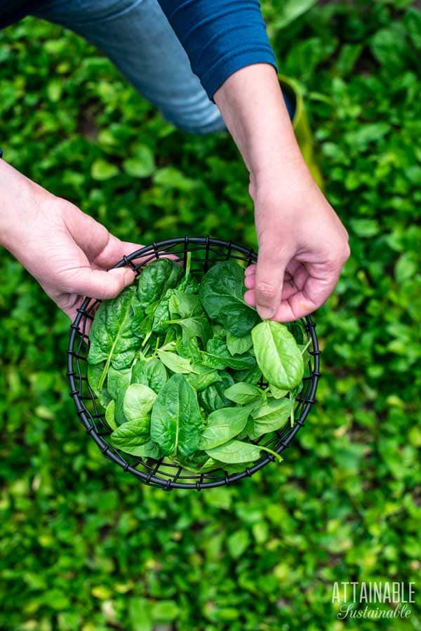 two hands holding a wire basket full of spinach leaves