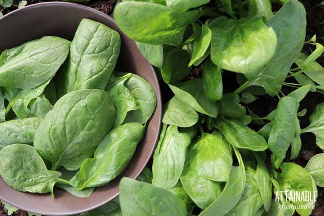 spinach leaves, some in a brown bowl