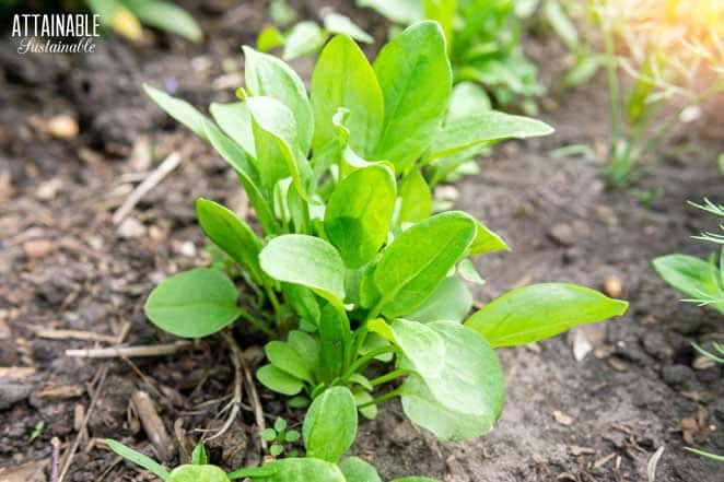 growing spinach plant in the garden