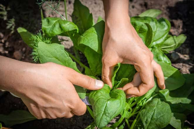 two hands harvesting spinach