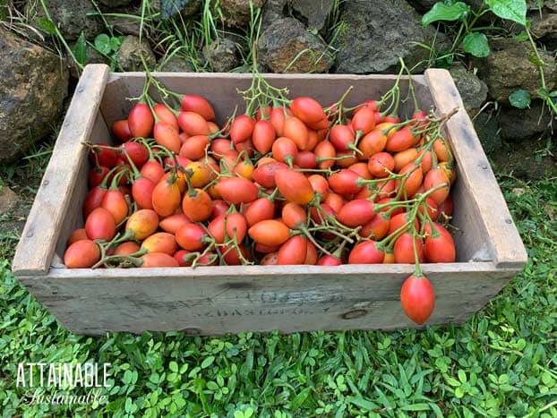 wooden orchard box filled with tamarillo fruit aka tree tomato