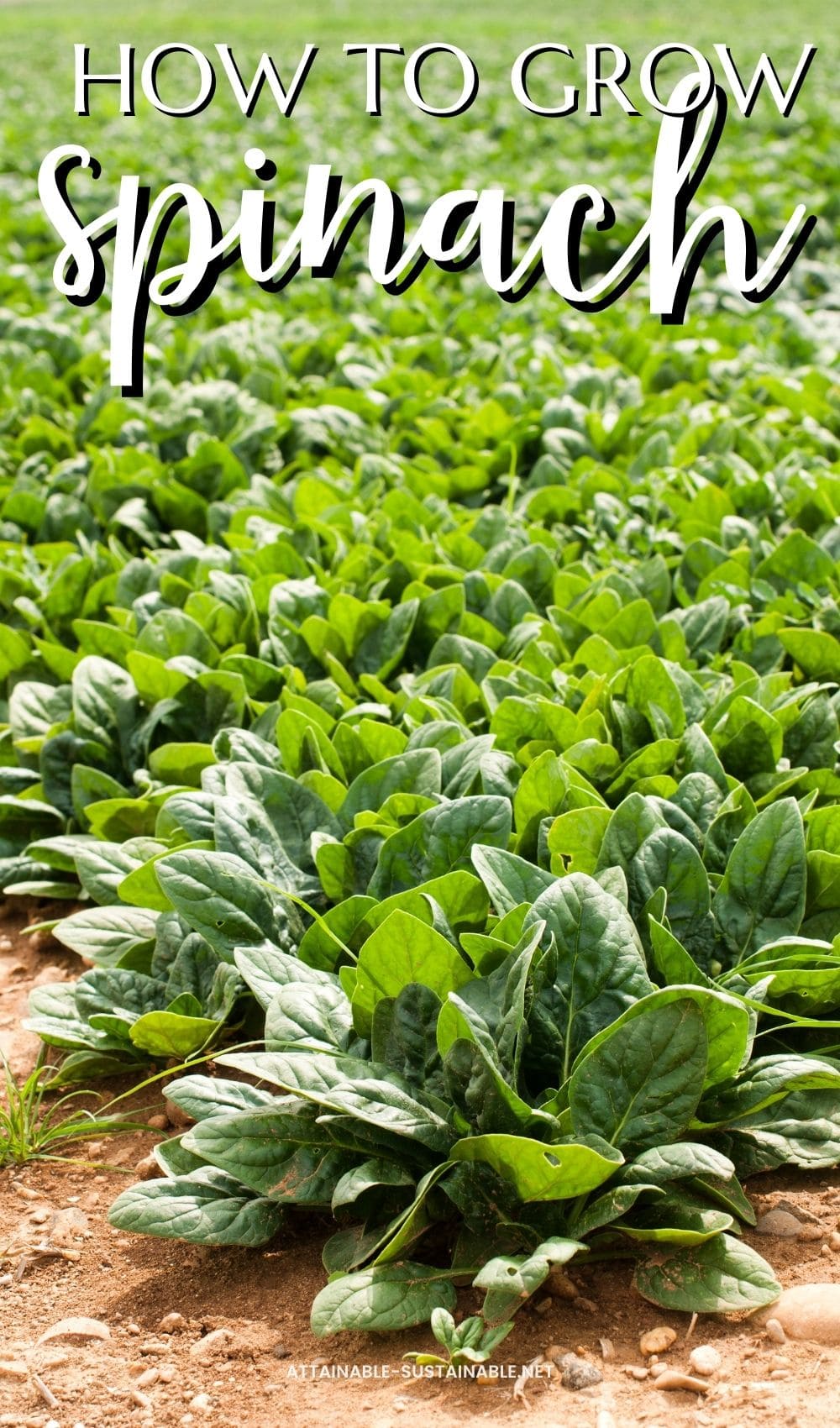 spinach growing in a field
