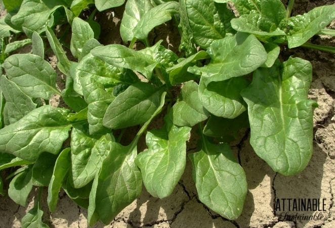 spinach growing in a concrete garden bed