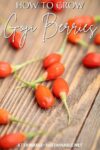 Ripe goji berries on a wooden board, with whit words overlay saying how to grow goji berries