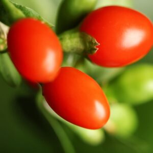 Close up of ripe goji berry on bush.