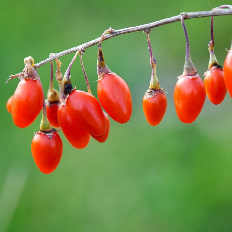Growing Goji Berries for Good Health Attainable Sustainable®