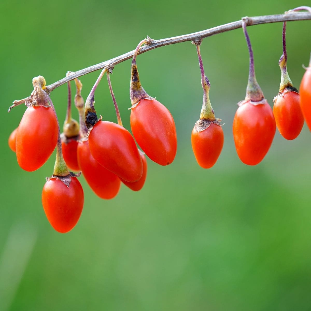 Ripe goji berries on a bare branch. 