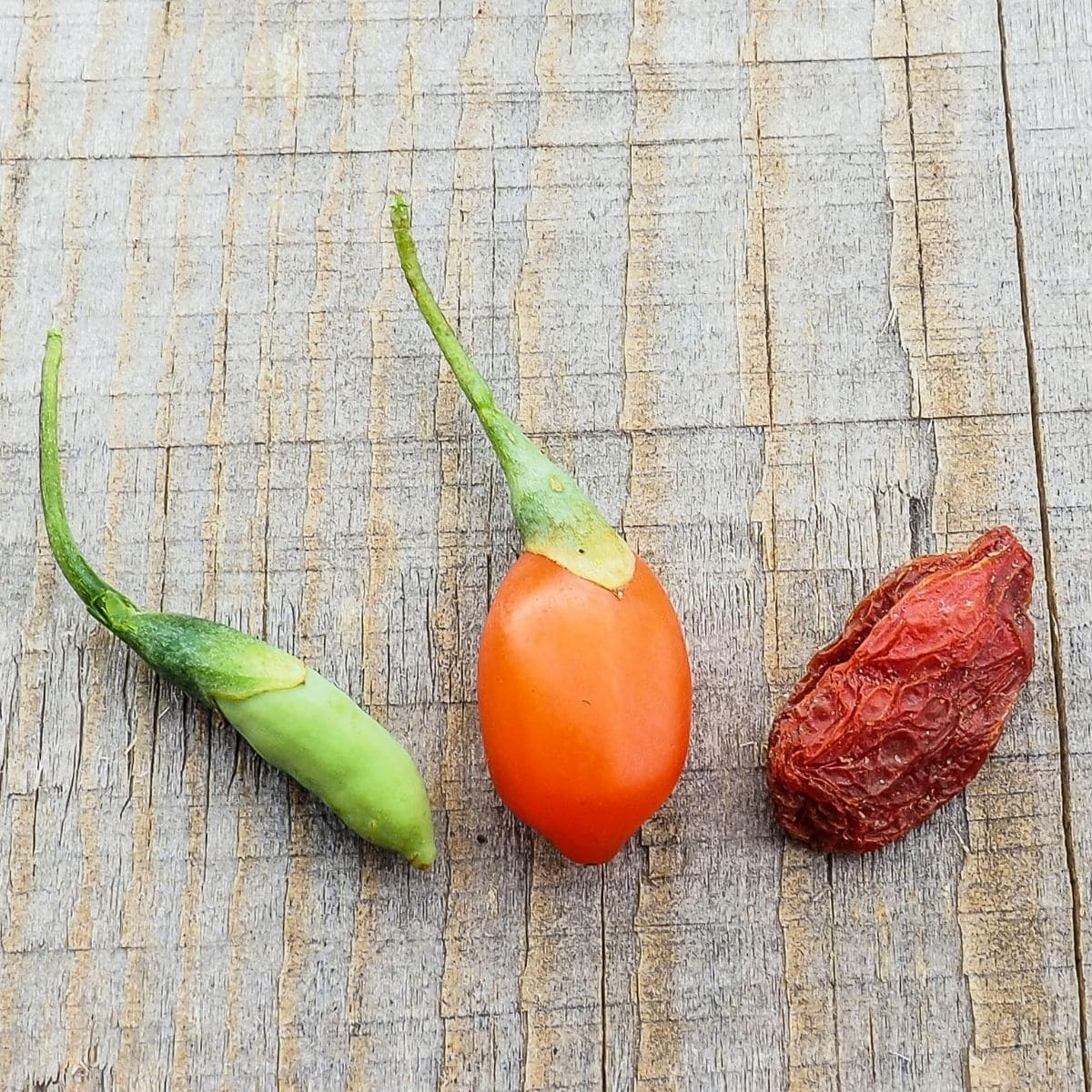 From left, a green unripe goji berry, a bright orange ripe goji berry, and a dried goji berry. 