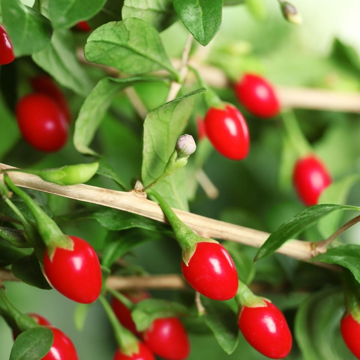 Ripe goji berries growing on a bush with green leaves.