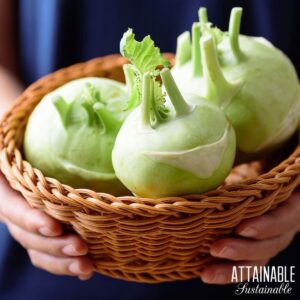 Green kohlrabi in basket held with hands.