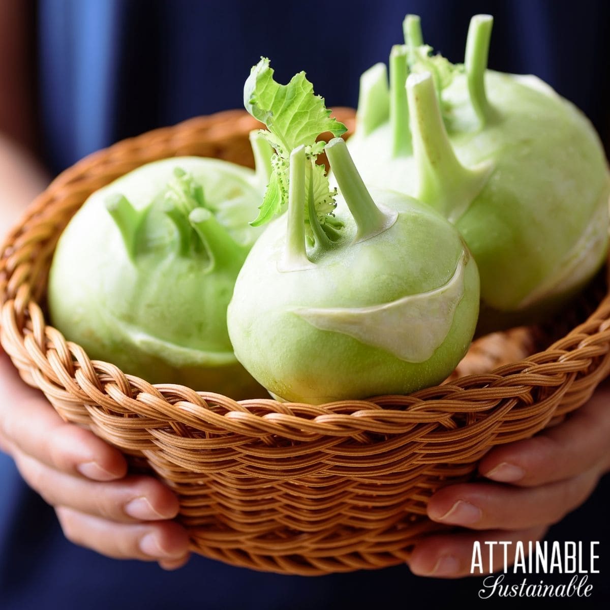 Green kohlrabi in a basket held by hands. 