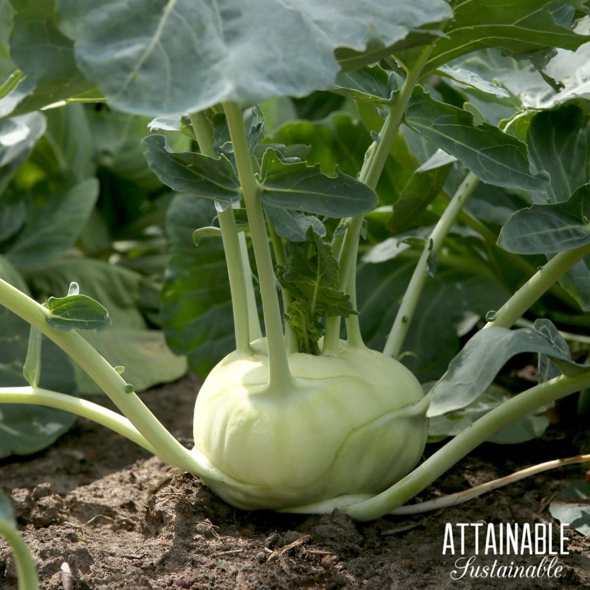 Green kohlrabi full grown in dirt.