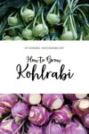 Top pic is green kohlrabi bunch, bottom is purple kohlrabi bunch, white overlay with black text reads how to grow kohlrabi.