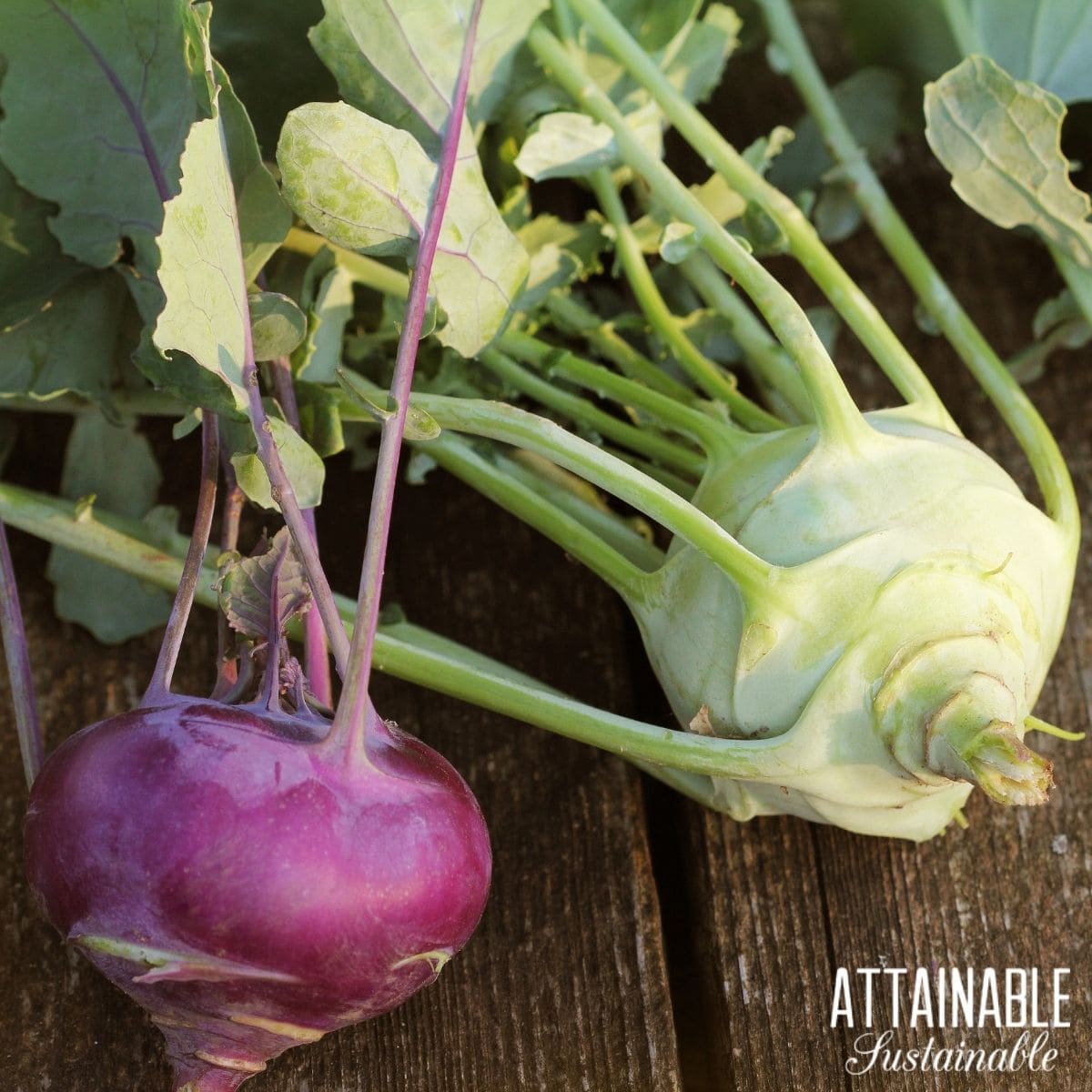 Purple and green harvested kohlrabi on wood. 