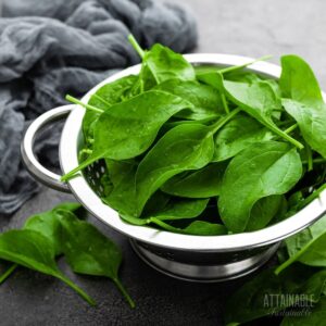 freshly harvested spinach in a silver colander.
