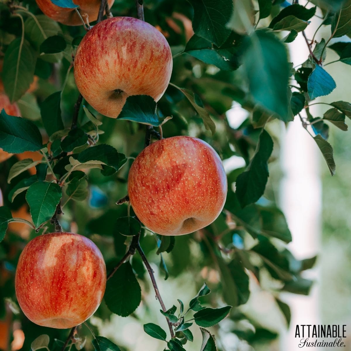 Apples growing on a tree. 