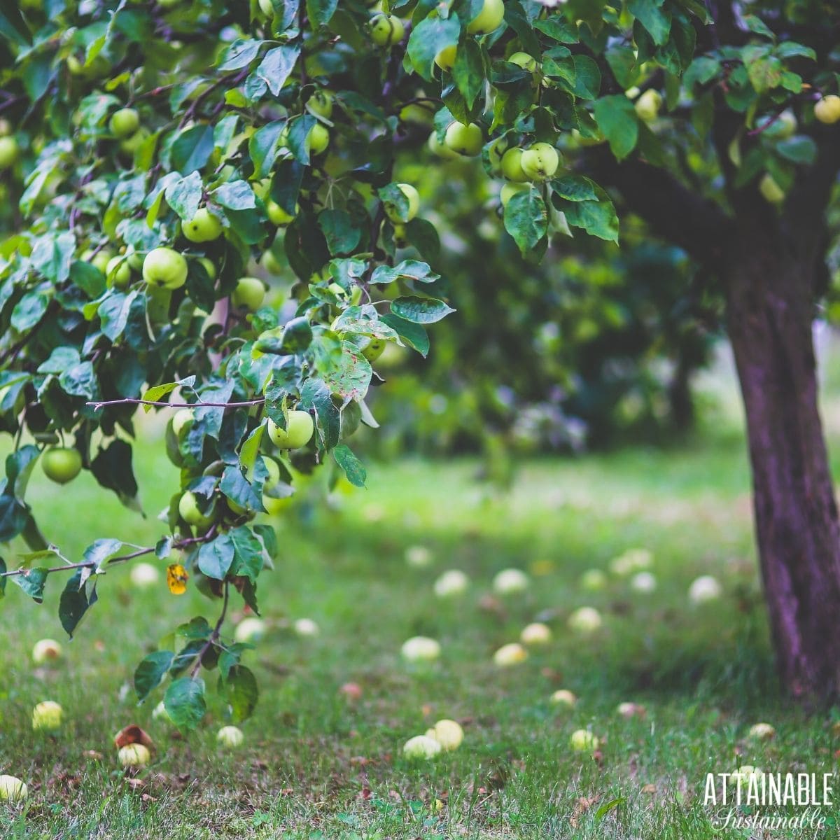 Apple tree with green apples on branches and ground. 