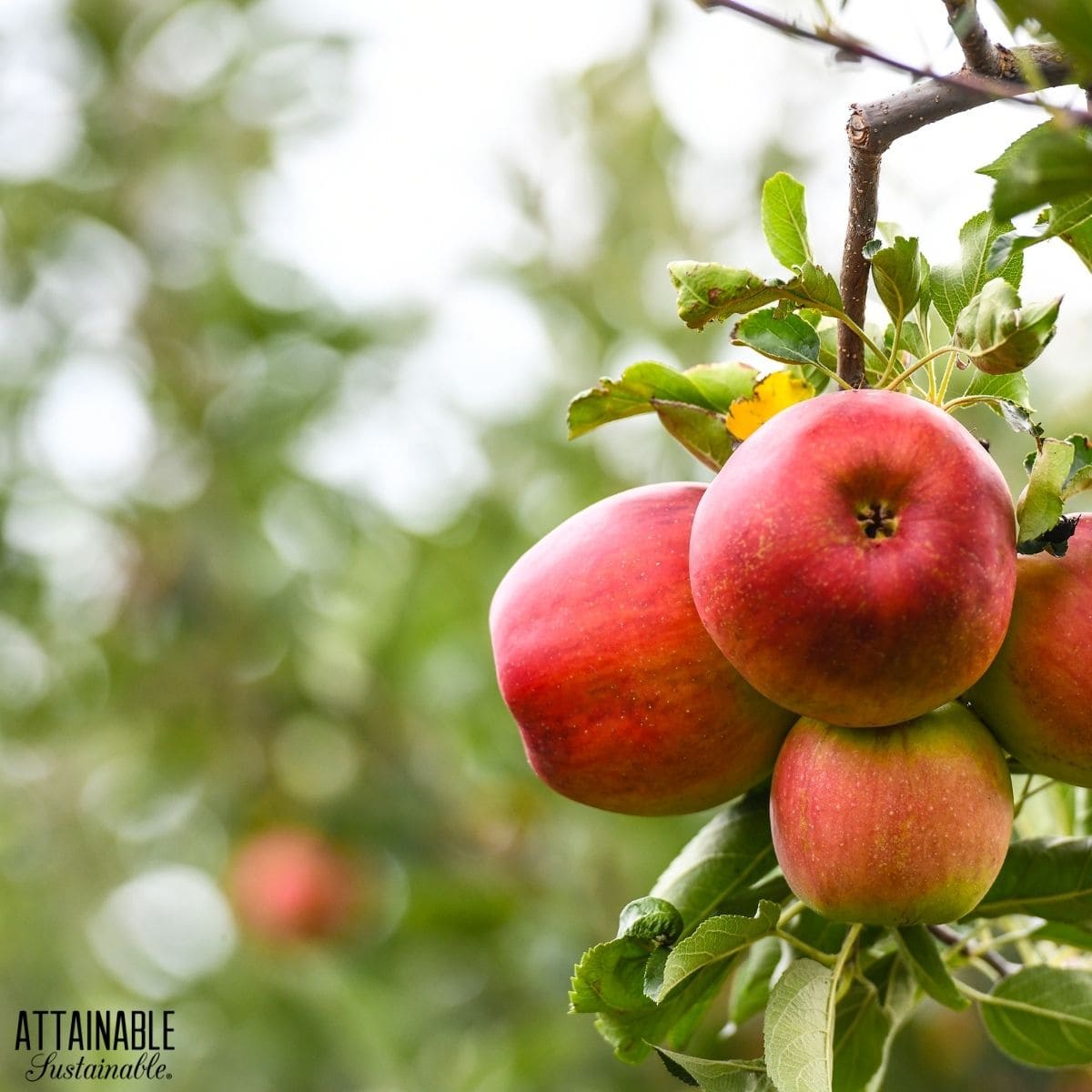 Ripe apples growing on a tree. 
