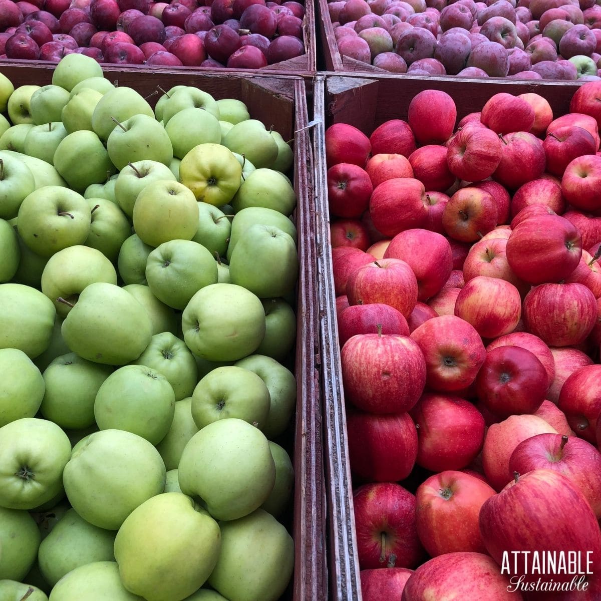 Different varieties of apples harvested in bins. 