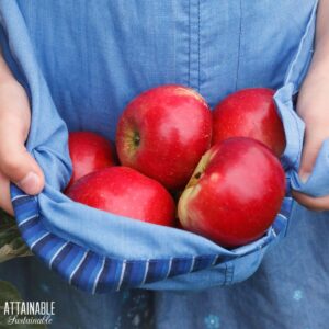 Fresh picked apples held in a blue apron.