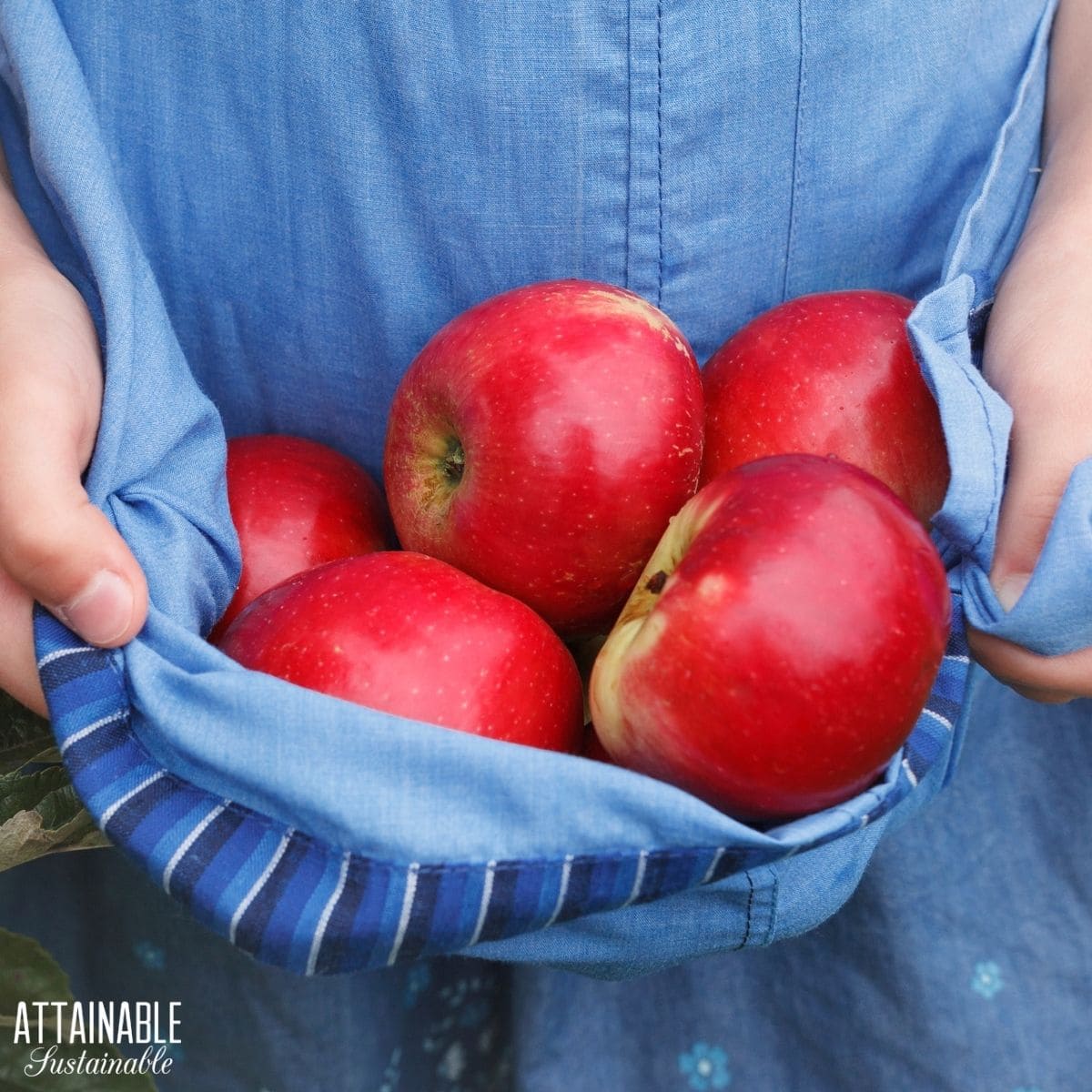 Fresh picked apples held in a blue apron. 