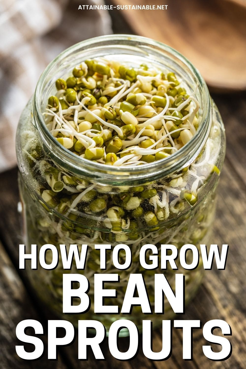 mung beans in a jar with sprouting rootlets.