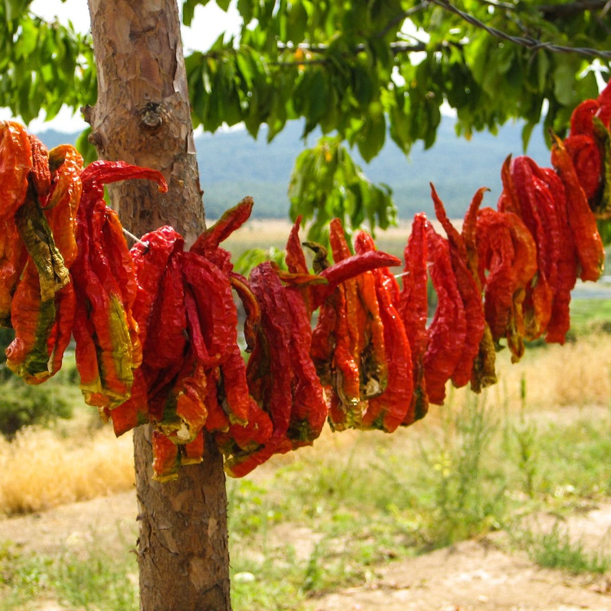red peppers on a string in an orchard.