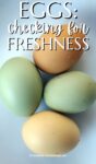 brown, green and beige eggs.