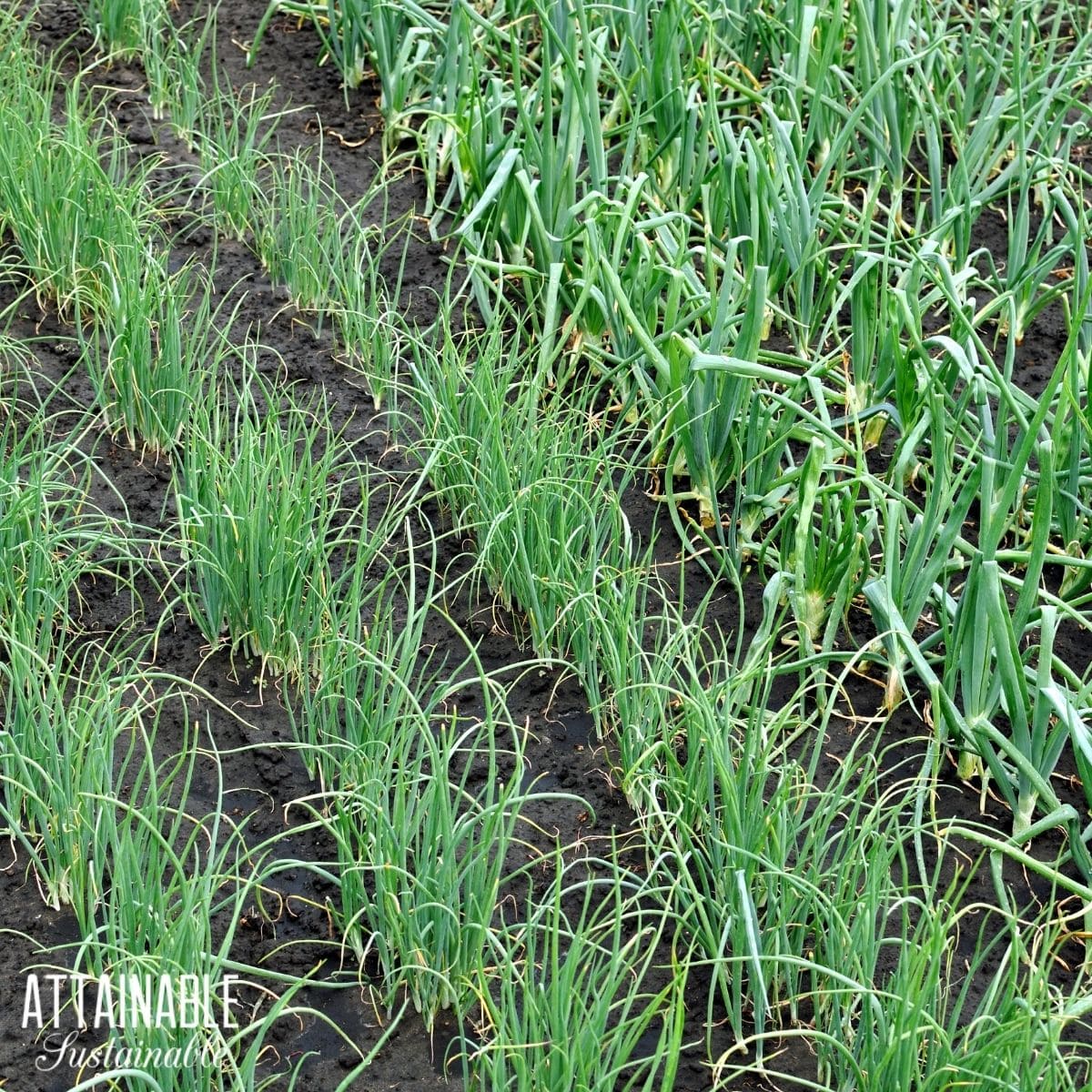 Green onions in different stages of growth. 