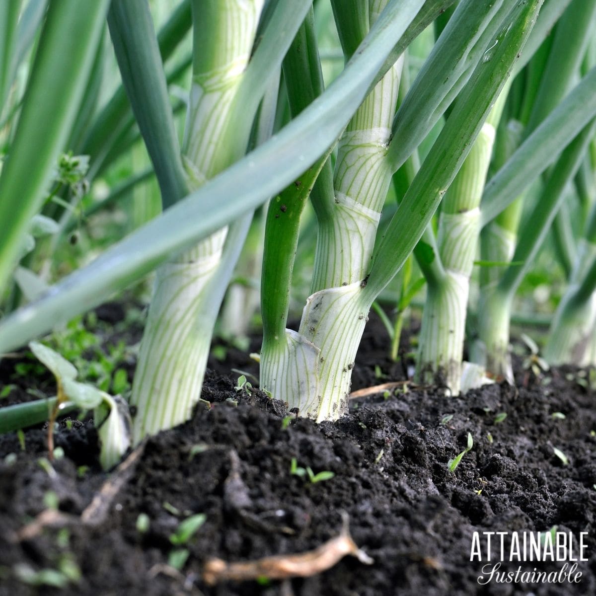Close up of green onions growing, showing the long white stalks.