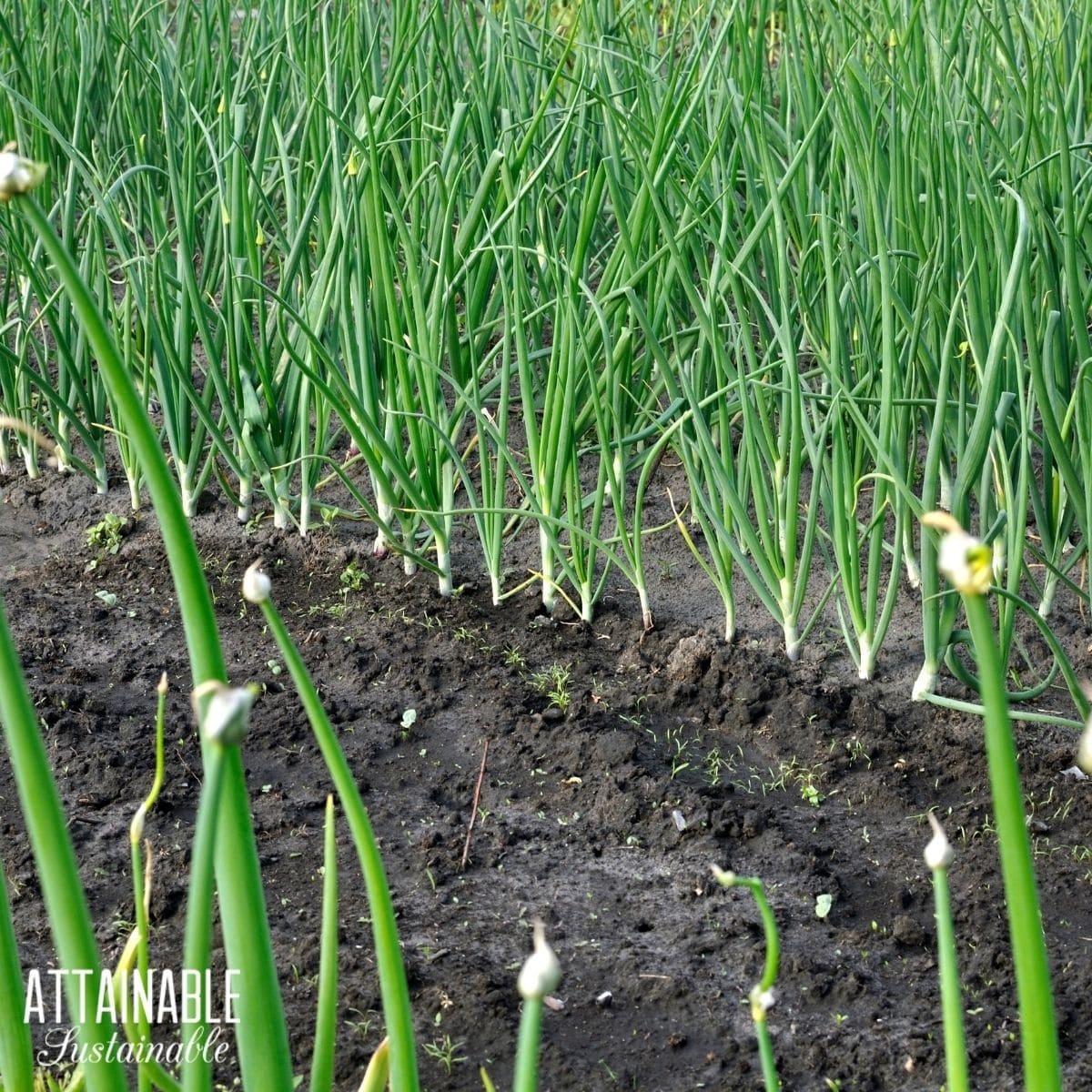 Green onions growing in garden. 