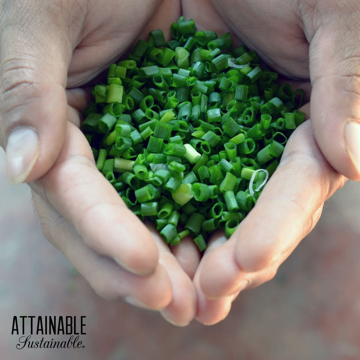 Hands cupped holding chopped green onions. 