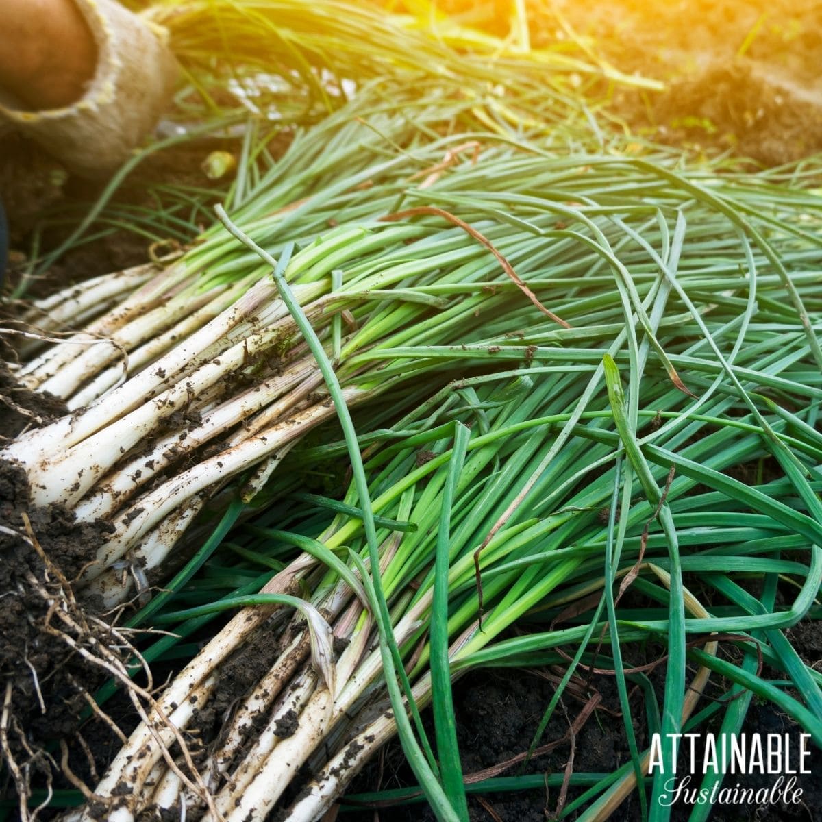 2 bunches of green onions freshly harvested laying outside in the garden dirt. 