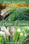 green onions cut, along with some that have flowered.