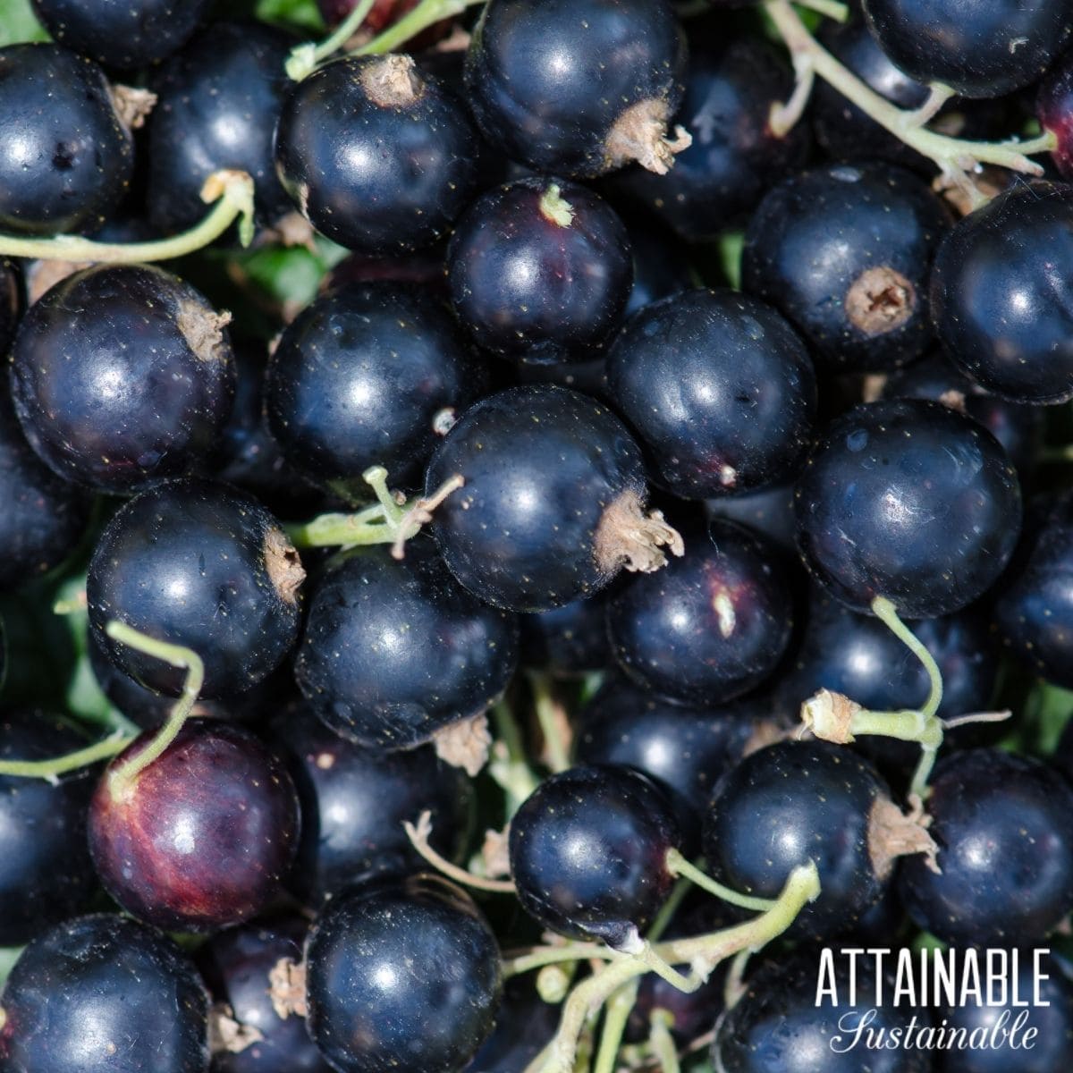 Close up of a pile of ripe black currants, harvested.