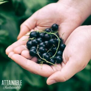 Hands holding black currants.