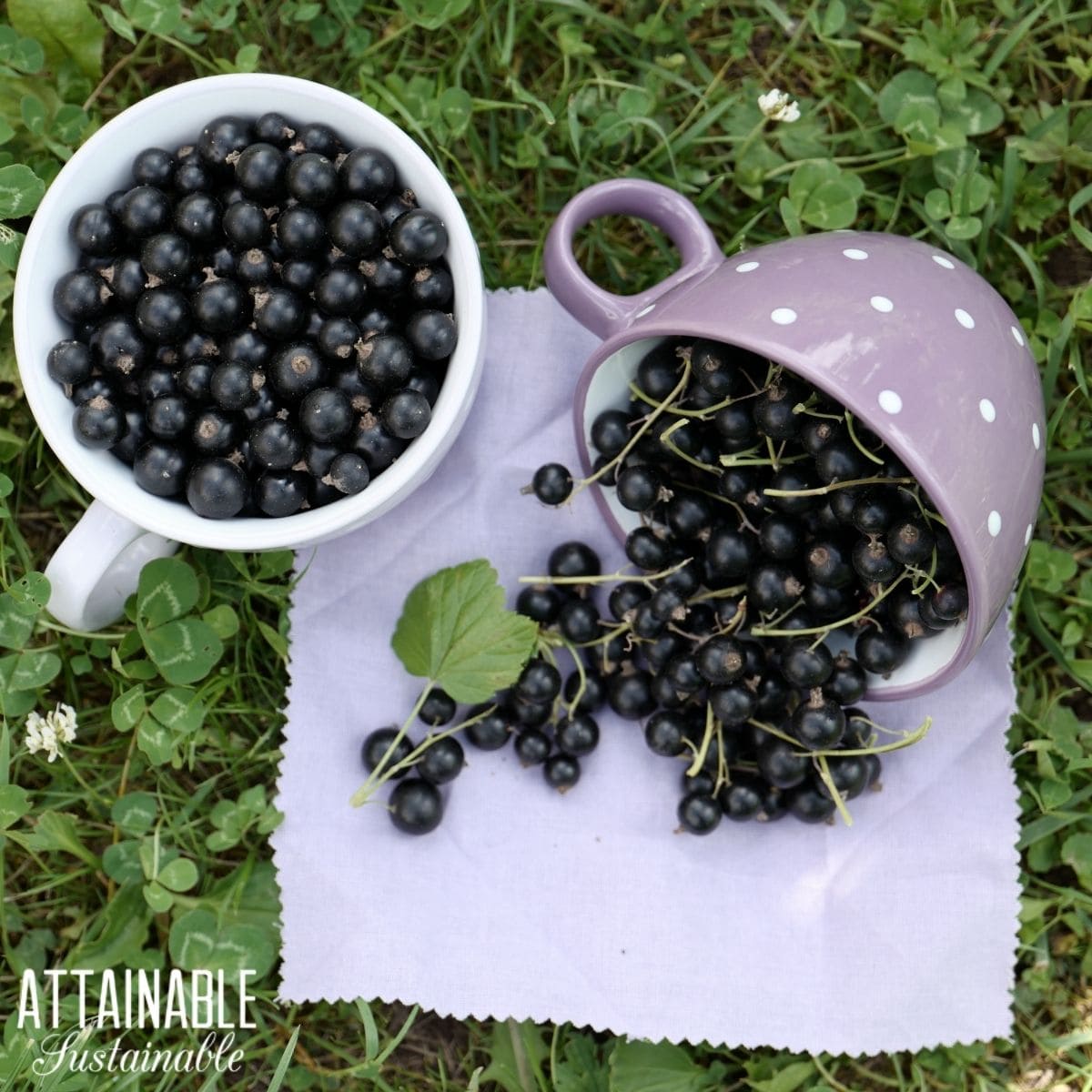 Black currents freshly harvested in large mugs, one tipped over on a cloth napkin. 