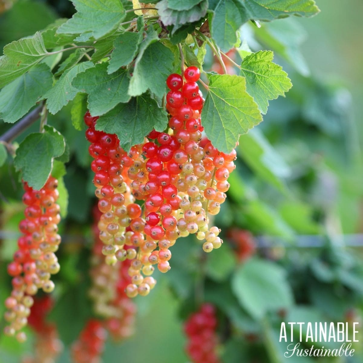 Red currant bush with ripening red currant clusters hanging down. 