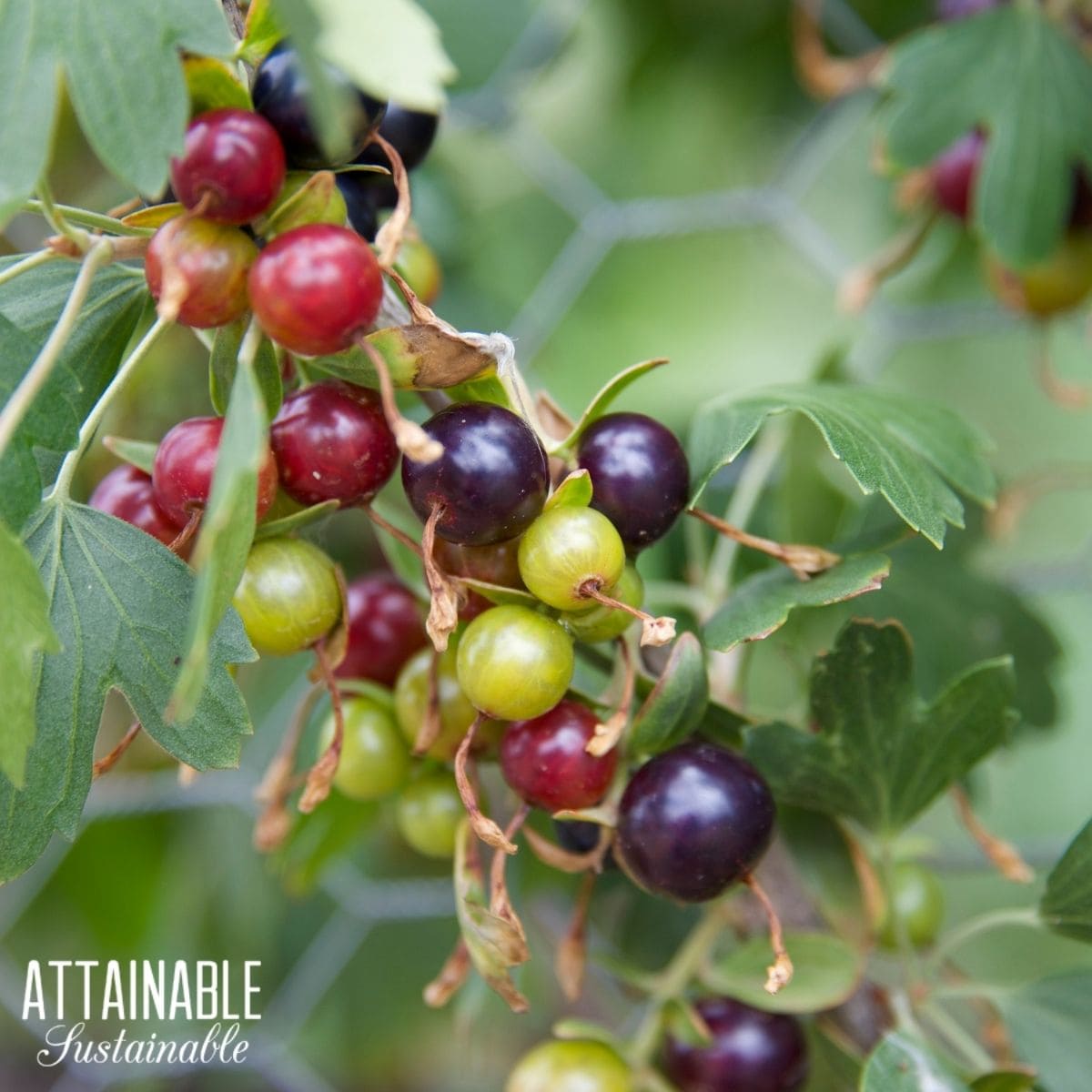 Currants growing on a bush in different stages of ripeness, with a variety of colors. 